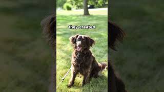 Boykin Spaniel is actually the official state dog #spaniel #dogs