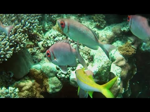 Video: Marine life of the Red Sea