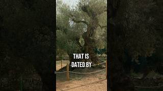 The Oldest Olive Tree