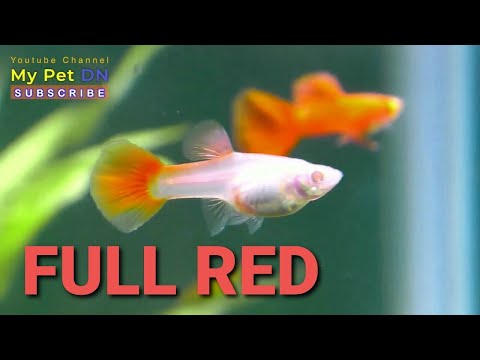 Video cá bảy màu FULL RED Guppy đẻ con - youtube
