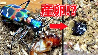 【衝撃】ハンミョウの幼虫が産まれました...