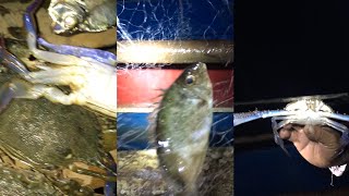 Lambay ug Dakong Isdang Gatasan #fishing #Lambat #seafood #TotingsVlog #fishing #viral #fish #fyp