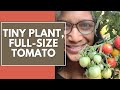 Growing Dwarf Tomatoes that produce FULL-SIZE fruit, and taste test (Hint: They are dee-lish!)