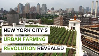NYC Urban Farming Revolution: Inside the Most Innovative & Impactful Agriculture Projects