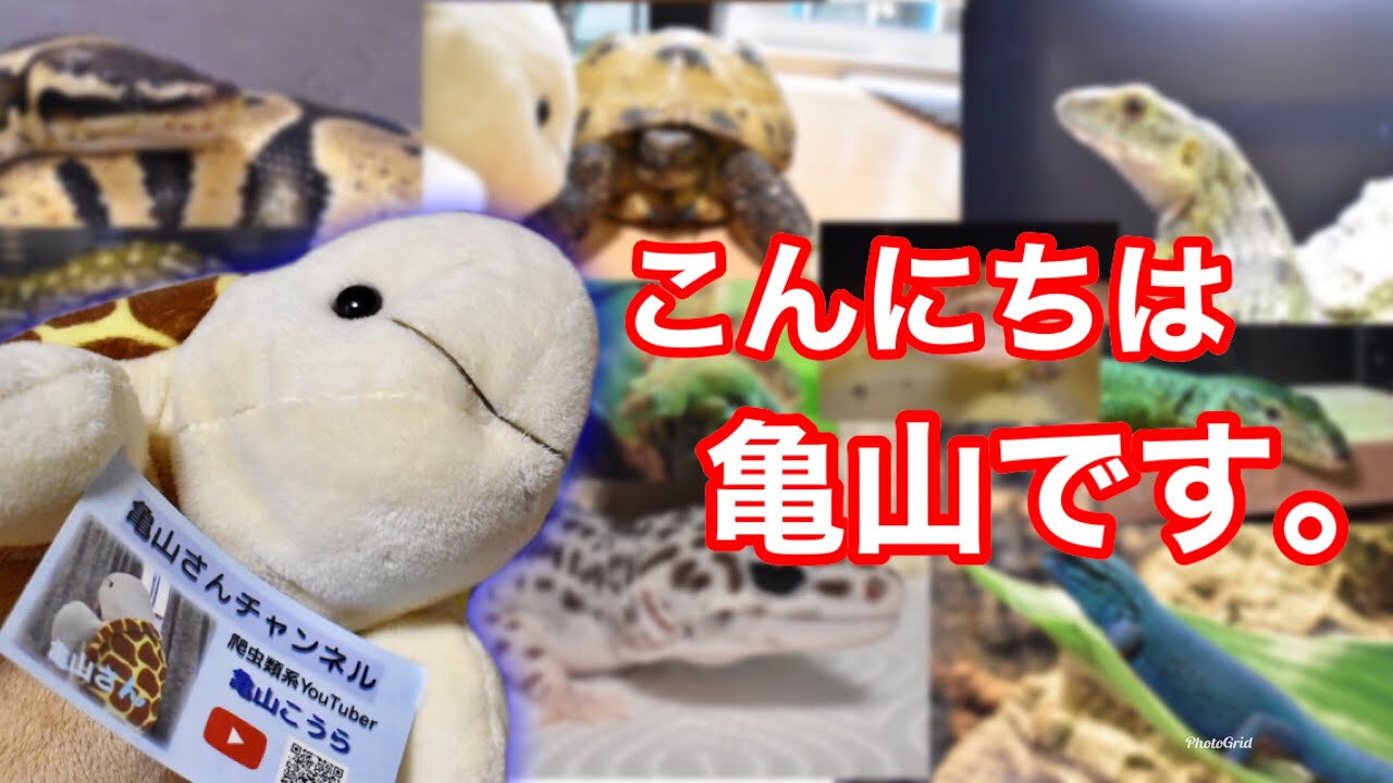 3000人突破記念！】亀山さんって何者なの？？ - YouTube