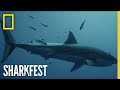 Shark Surveillance | SharkFest | National Geographic