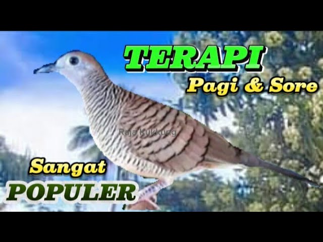 PERKUTUT LOKAL GACOR suara besar Sangat Populer Pancingan Pagi Sore class=