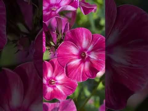Βίντεο: Διαίρεση φυτών Phlox: Πώς και πότε να χωρίσετε το Phlox στον κήπο