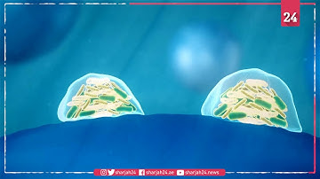 Microplastics can carry pathogens to new points in the food chain