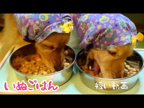 犬ごはん #Shorts 姉妹犬の食事風景〜多頭飼いの日常【咀嚼音asmr】