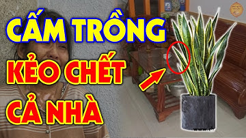 Tuyệt Đối CẤM TRỒNG CÂY LƯỠI HỔ Trong Nhà Nếu Chưa Biết 5 Điều Kiêng Kỵ Này Kẻo Rước Họa Vào Thân