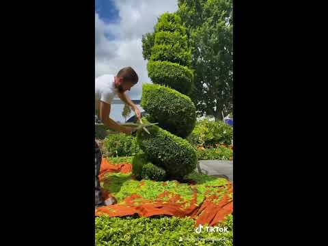 Vídeo: Weymouth Pine. Formas decorativas de plantas coníferas