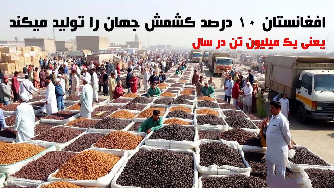 با ارزشترین میوه افغانستان از نوع خشک و تازه با صادرات صدها میلیون دالر Afghan raisin