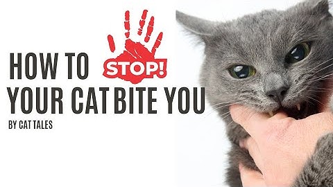 5 Shocking Reasons your Cat Bites You!