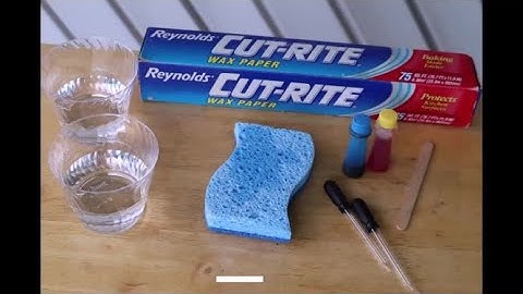 Water Cohesion Experiment: Easy Science Activities (Learning in Motion)