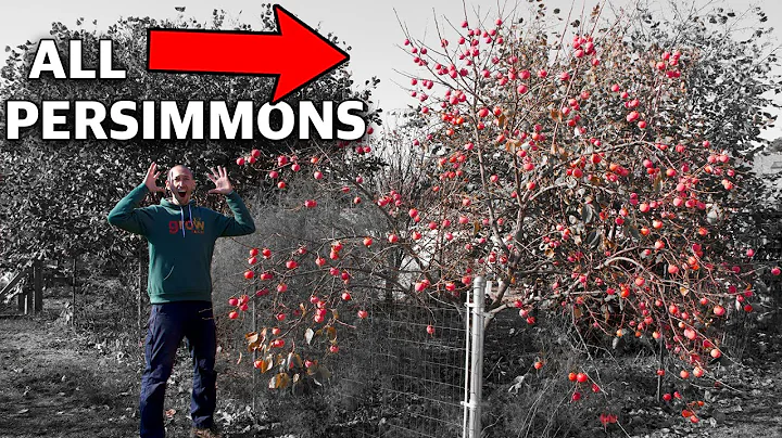 How to Grow a Persimmon Tree, Complete Growing Guide! - DayDayNews