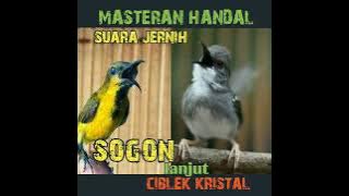 brem cikris!!SOGON lanjut CIBLEK KRISTAL,suara jernih ,tembakan full speed !!!!@MusicMelodysRecord