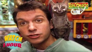 Zoboomafoo with the Kratt Brothers! HD | Full Episodes Compilation