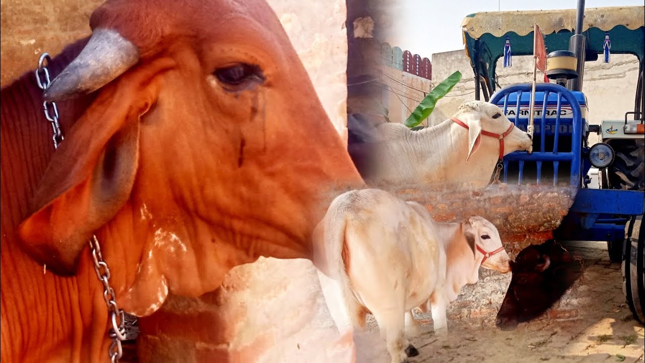 Saharan dairy farm neharana | थारपारकर गिर व हरियाणा जैसी शानदार नस्लों की जानकारी|