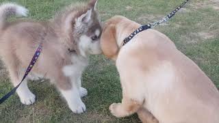 Husky and labrador vs saint bernard and pitbull
