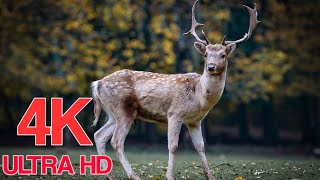 Animals  in Wild Nature 4K