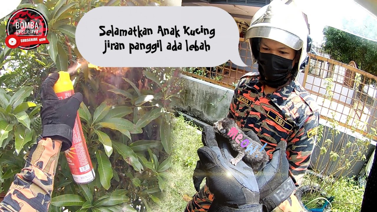 Selamatkan Kucing, jiran sebelah rumah panggil ada sarang lebah | Bomba Cyberjaya