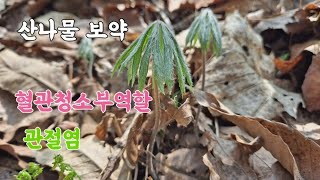우산나물 혈관청소부역할 산나물 노년 혈관속 핏덩이 (혈전)을 녹여 피가 잘 통하고 회춘 과 관절염 건강비결