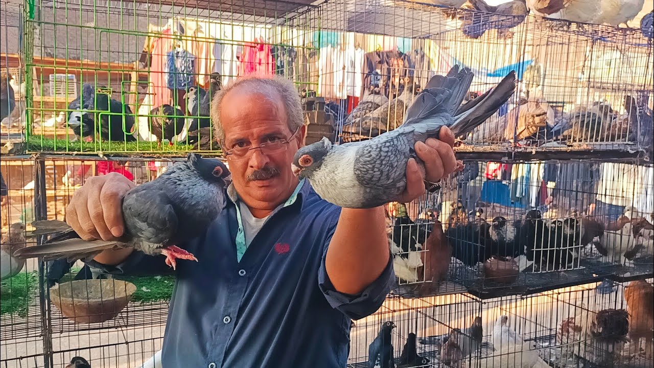 اسعار 💸مش هتصدقها😱 في سوق السيده عائشه💪 اسعار الحمام الغزار والزينه عند عم هاني#العناني