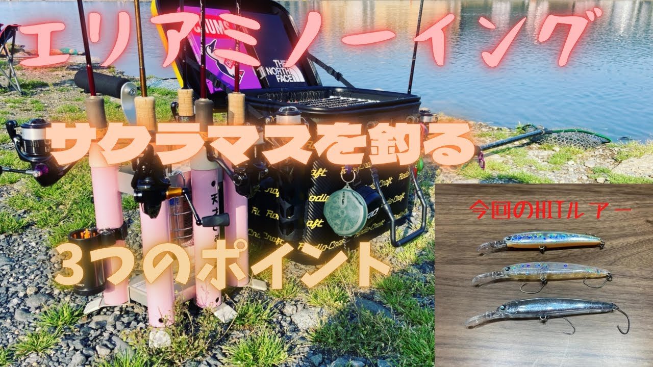 エリアトラウト】サクラマス！ミノーイングで釣るコツ教えます！ - YouTube