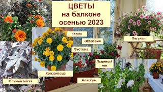 видео: Цветы на балконе осенью. Петуния, львиный зев, хризантема, ипомея, калла. Как зимовать? Ноябрь 2023. картинка: Цветы на балконе осенью. Петуния, львиный зев, хризантема, ипомея, калла. Как зимовать? Ноябрь 2023.