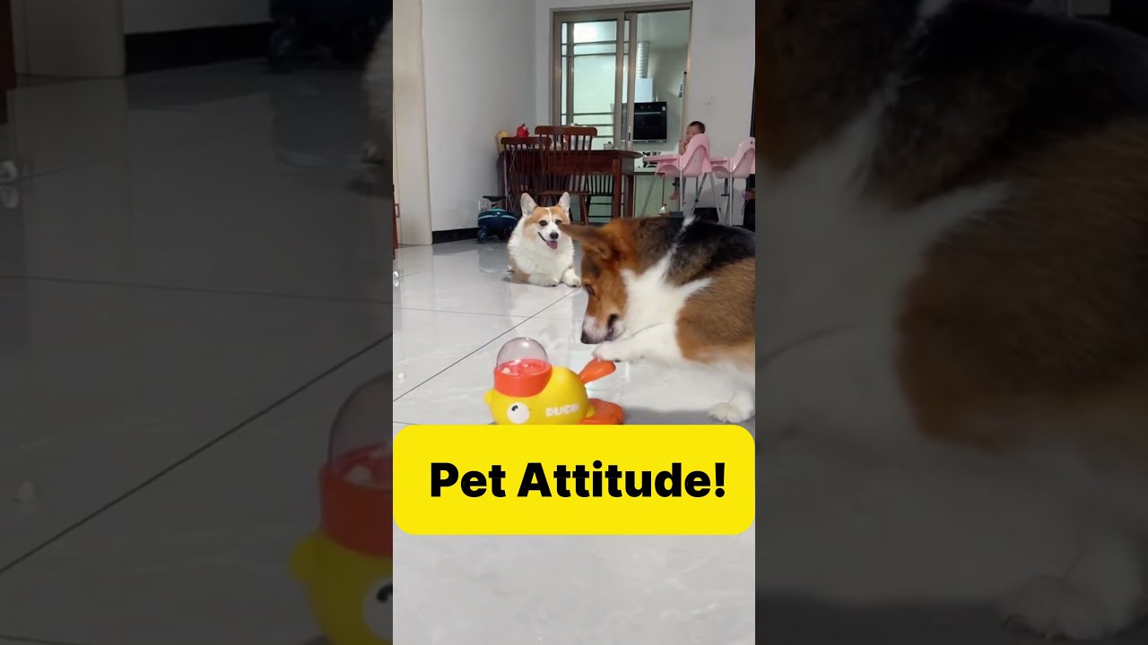 Pet Attitude! 😎🐶 When Dogs Think They’re the Boss
