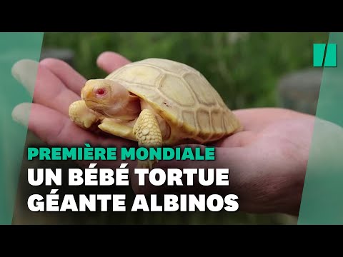 Une tortue géante des Galapagos albinos nait dans un zoo Suisse, une première mondiale
