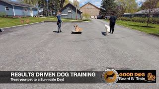 Masie 7-Day WAG N' WALK Training Program At Sunnidale Boarding Kennels