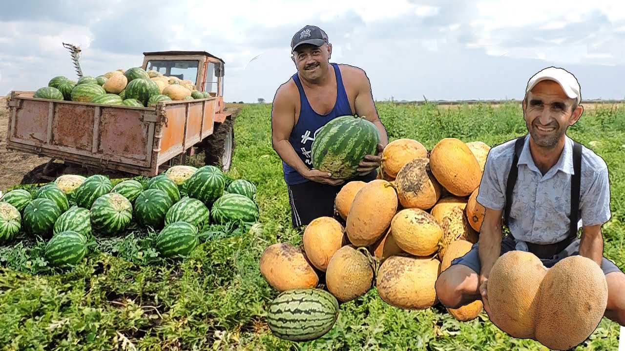 🍉Собираем урожай Арбузов и Дынь!