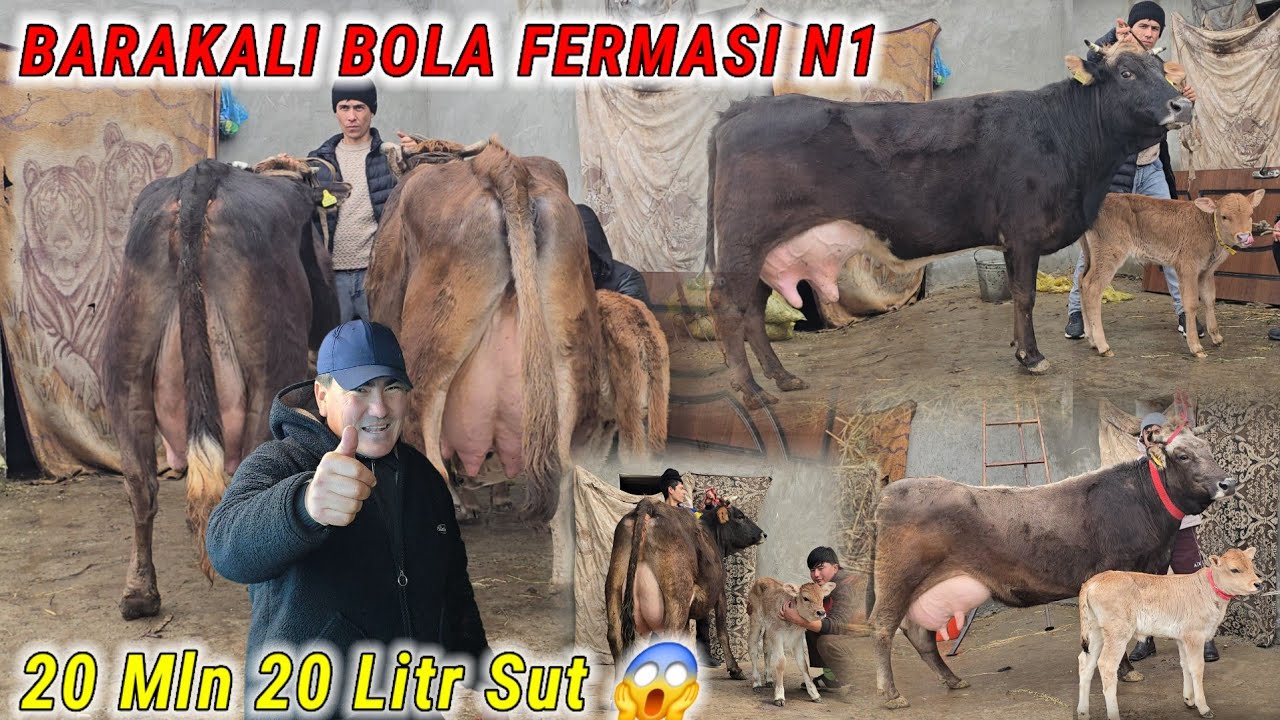 Barakali Bola 20 Mln 20 Litr Sut Narxlar Sindi Suv Tekin bo'p ketdi Voy Doddd 