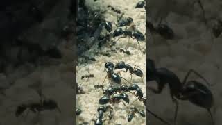 Scorpions Epic Battle Ants Vs Corner Watch The Mayhem