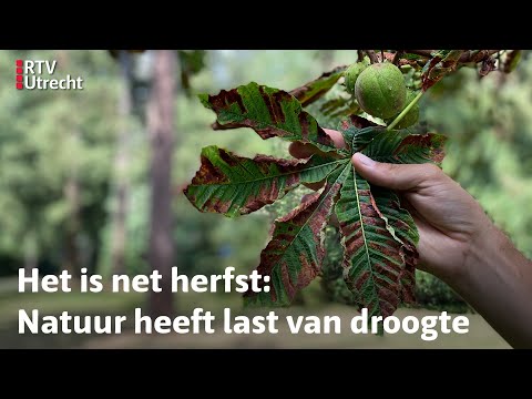 Video: Waarom houden sommige bomen hun bladeren in de winter?