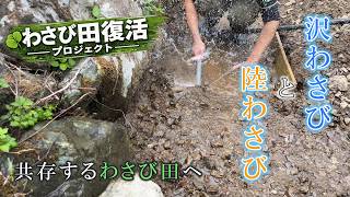 【古民家】沢わさびと陸わさびの共存？少ない水量を活かしたわさび田を目指します。