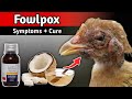 Treat FOWLPOX in Chickens FAST👌| Backyard Chickens | Fowlpox Disease Treatment