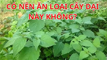 Cây Thù Lù Đực loại rau dại ăn ngon miệng, hỗ trợ chữa bệnh, nhưng khi chế biến cần lưu ý #NTH