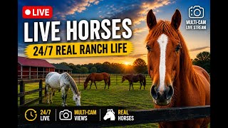 Live Horse Paddock Cam | 24/7 Real-Time Ranch Life