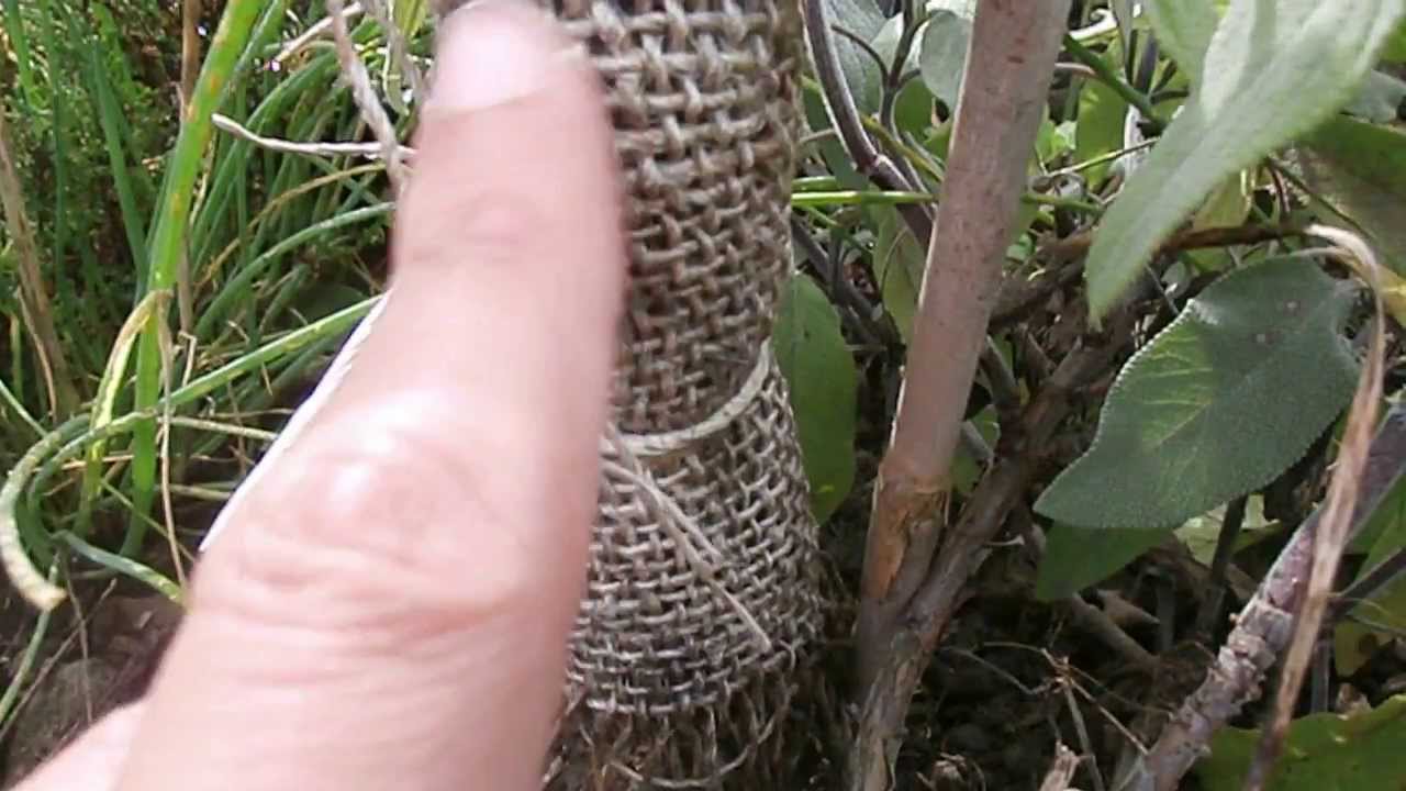 Organic Codling Moth Control For Small Gardens With Cloth & Spray If