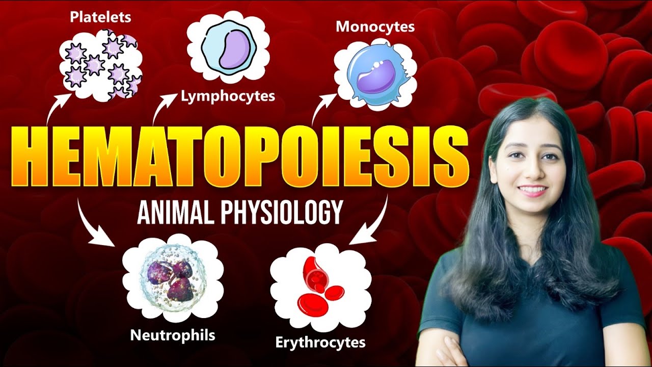 Hematopoiesis - Animal Physiology | Detailed Explanation with PYQ | Bansal Biology