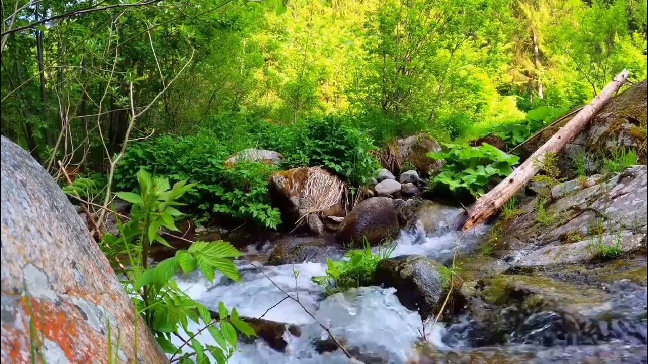 Лесной ручей. Лесной ручей звуки природы. Река бабха. Лесной ручей звуки природы. Горный ручей.