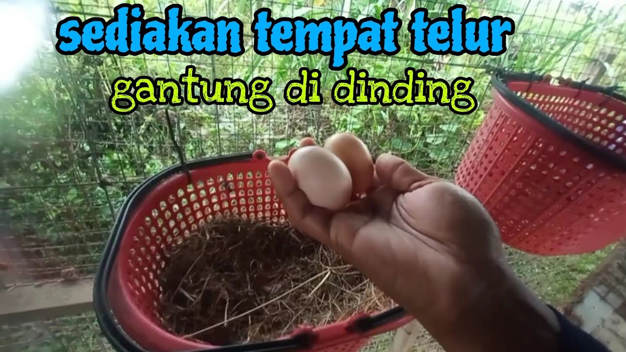 [Episod1315] ayam makan telur : pak long sediakan tempat bertelur baru ...