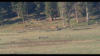 Gray Wolf Pack and Grizzly in Yellowstone National Park