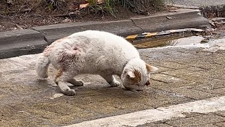 The stray cat with an injured eye,lost in place,walks staggeringly,attempting to alleviate the pain.