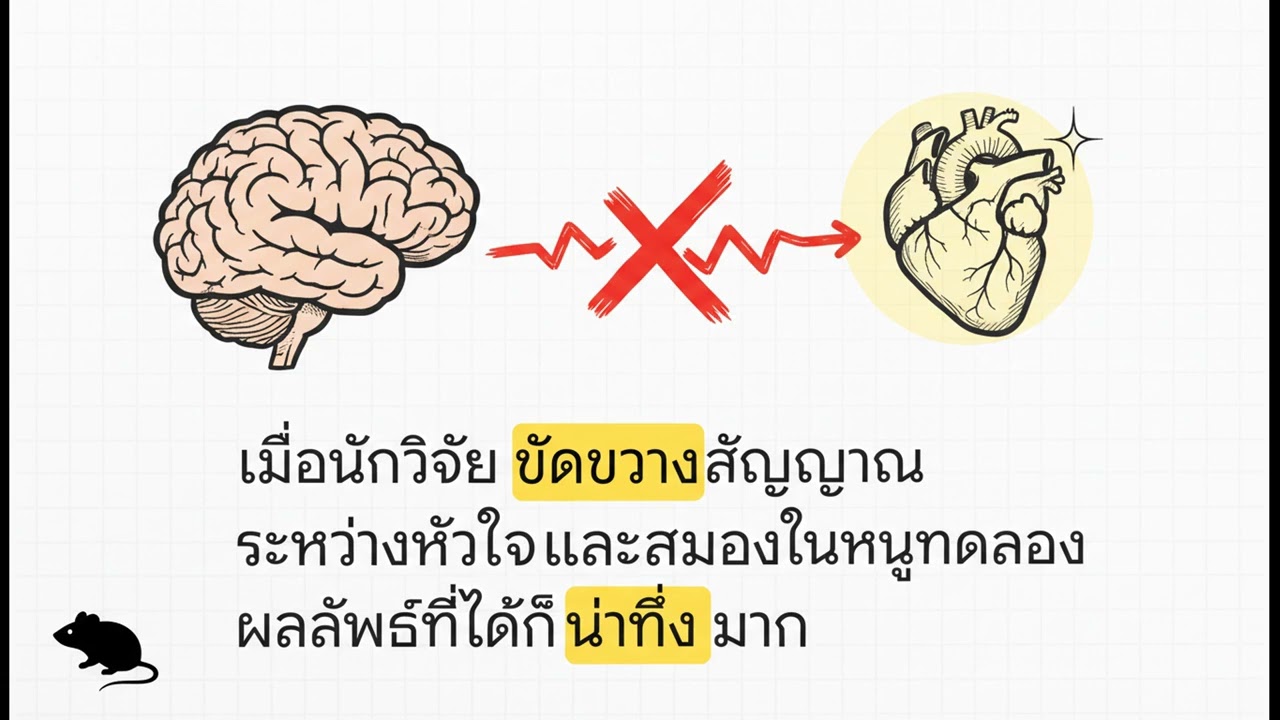 การสื่อสารระหว่างสมองและหัวใจ: อุปสรรคที่คาดไม่ถึงต่อการฟื้นตัวจากภาวะหัวใจวาย 