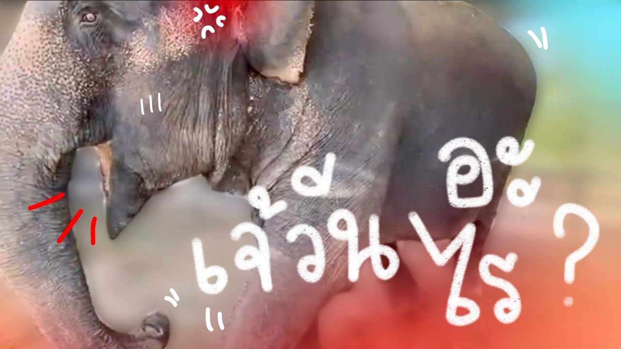 สินค้า ที่ น่า สนใจ  New  น่ากลัวมาก?ร้องโวยวาย ลำพูนไพบูลย?ร้องเพราะ?elephant