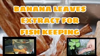 BANANA LEAVES EXTRACT FOR FISH KEEPING